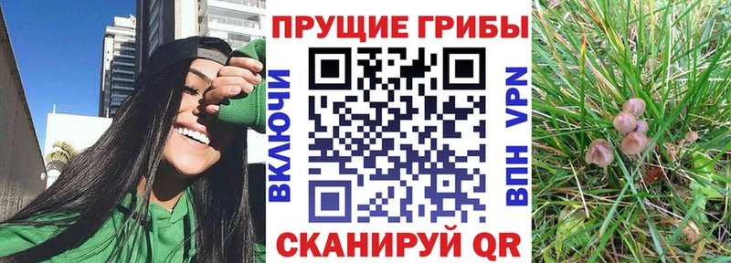 Купить  Отрадный  Псилоцибиновые грибы Psilocybine cubensis 
